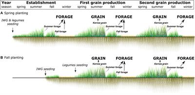 Intercropping legumes and intermediate wheatgrass increases forage yield, nutritive value, and profitability without reducing grain yields